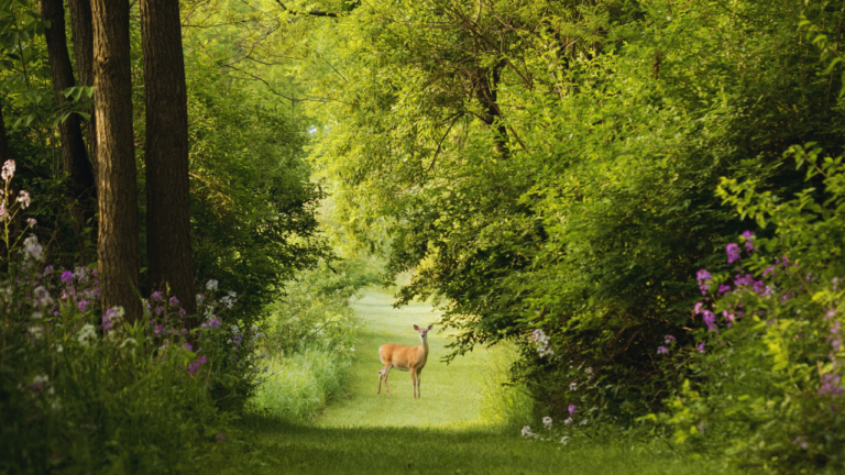 Exploring the Wonders of Our Planet: Nature, History, and Fascinating Facts