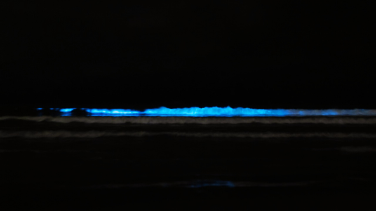 The Art of Bioluminescence: How Nature’s Glow Inspires Innovation