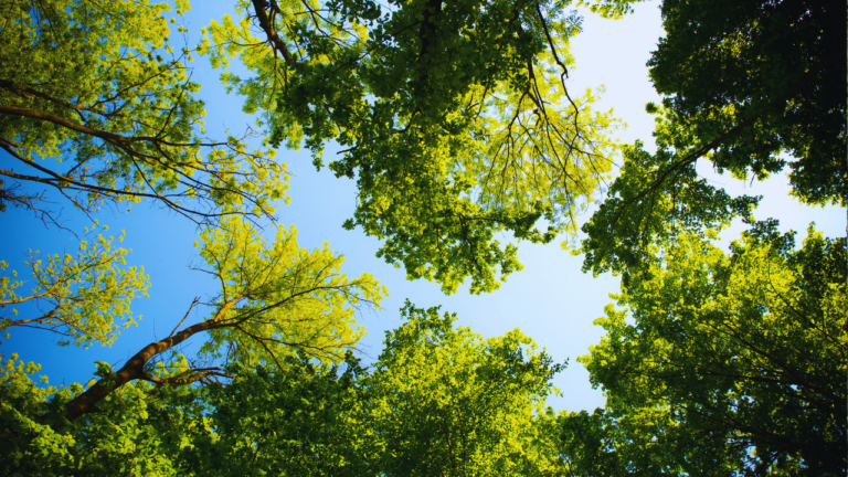 The Secret Life of Forest Canopies: How Trees Communicate Through Mycorrhizal Networks