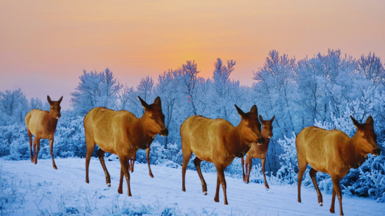 The Great Migration: How Animals Adapt to Changing Climates