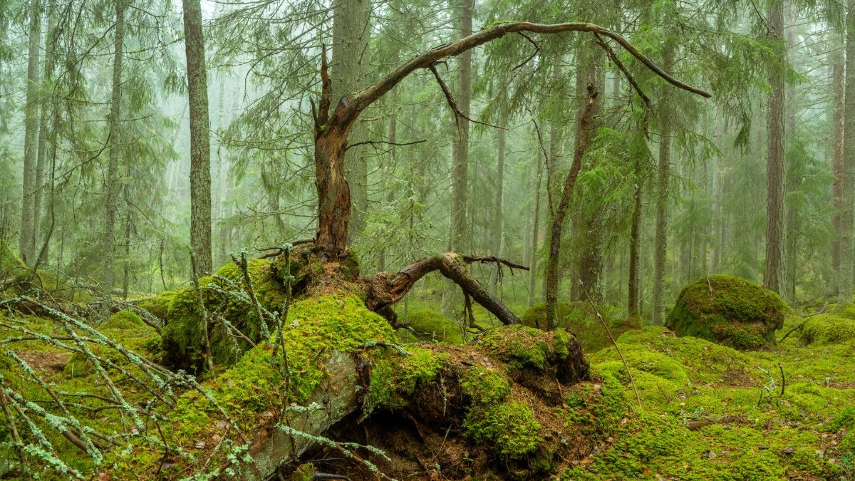 Futuristic Nature Reserves