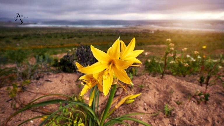 Resilience in Nature